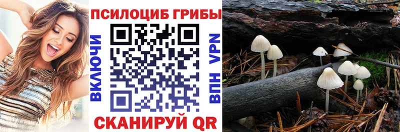 Купить  Болохово  Псилоцибиновые грибы прущие грибы 